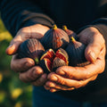 Weathered hands cradling ripe dark figs in golden light, reflecting promised rest in Joshua