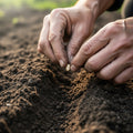 Weathered hands tilling soil, planting a seed, reflecting spiritual growth in 2 Peter Peter.