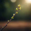 A vibrant, pruned spring branch reaching towards a soft light, symbolizing renewal and growth.