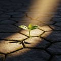 A single green sprout grows from cracked stone, illuminated by a beam of light.