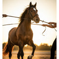 A powerful horse being gently held back by reins from an unseen source, bathed in golden light.
